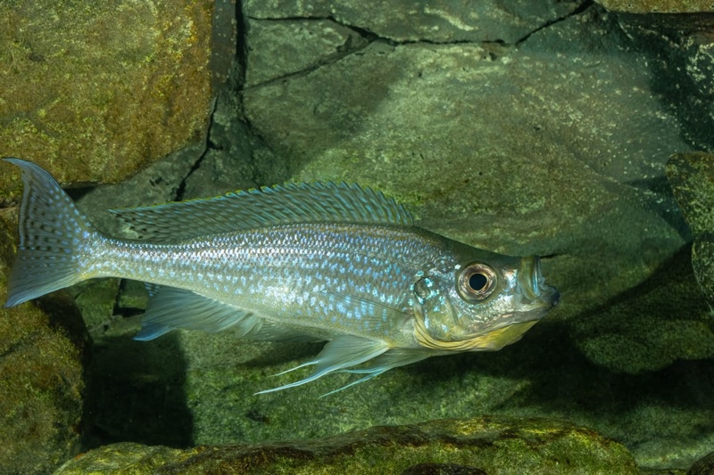 Haplotaxodon microlepis 'Cape Kabogo'